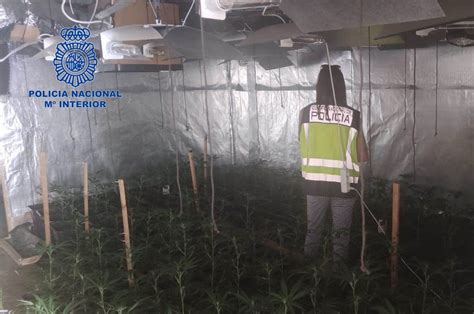 La Policía Nacional desmantela en Torrent una plantación de marihuana y