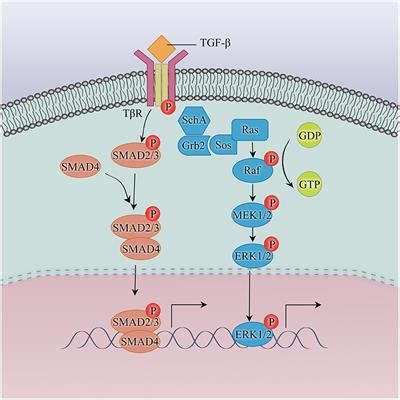 Frontiers EMT Mediated Acquired EGFR TKI Resistance In NSCLC