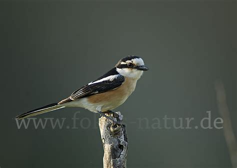 Maskenw Rger Lanius Nubicus Aus V Gel Fokus Natur De