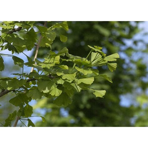 Ginkgo Biloba Arbre Aux Quarante Cus Acheter Sur Plantes Ch