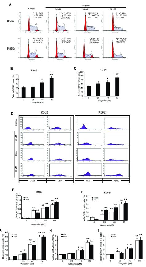 Cell Cycle Arrest Induction And Differentiation Induction Effects Of