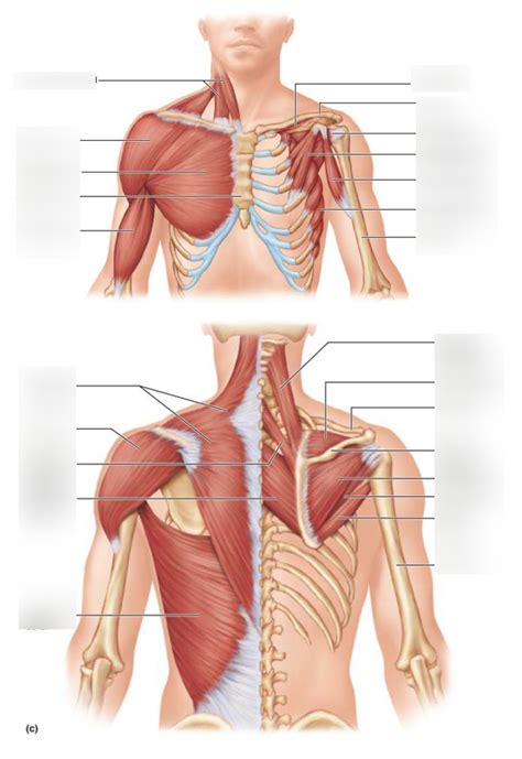 Muscles Of Pectoral Girdle Diagram Quizlet