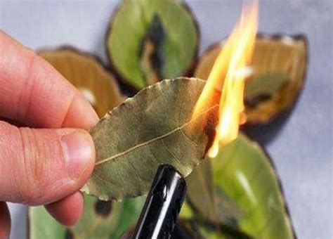 The Surprising Benefits Of Burning Bay Leaves In Your Home Vibes Corner