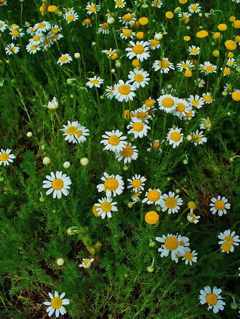 Camomile Flower - Tea, Oil - Uses & Health Benefits