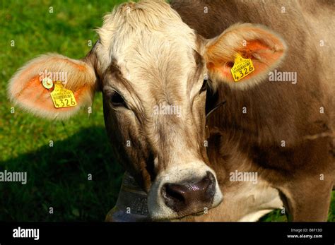 Cow Bells Hi Res Stock Photography And Images Alamy