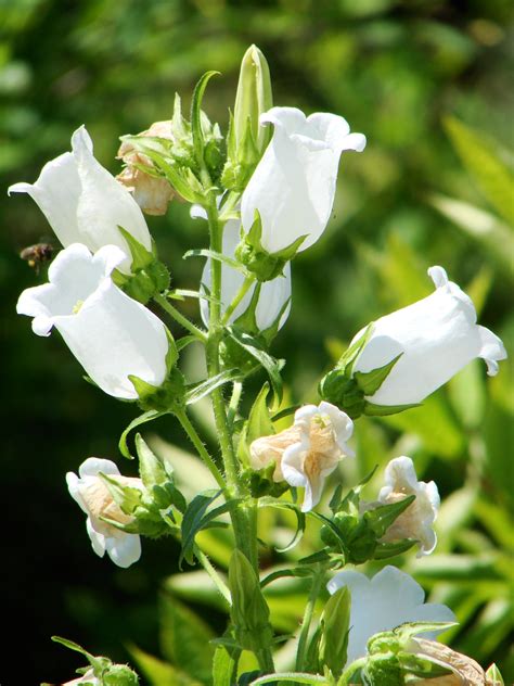 Campanula Medium