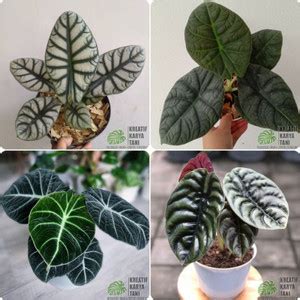 Jual Tanaman Hias Alocasia Macam Macam Jenis Tanaman Hias Alocasia