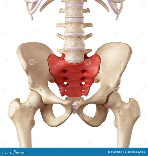 Sacrum Royalty-Free Stock Image | CartoonDealer.com #81729178