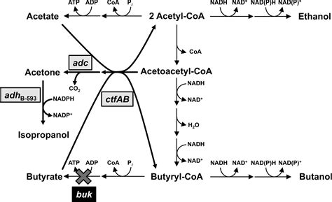 Metabolic Engineering Of Clostridium Acetobutylicum Atcc For