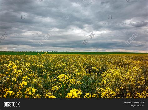 Canola Field Landscape Image & Photo (Free Trial) | Bigstock