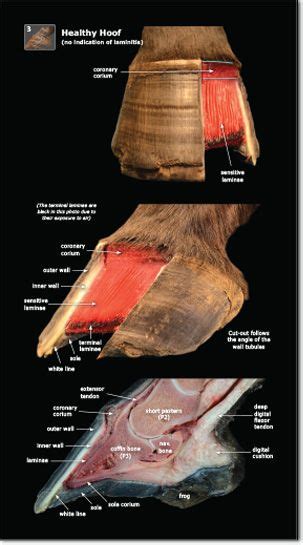 Exploring Laminitis Helps Us To Understand Why The Laminitic Hoof