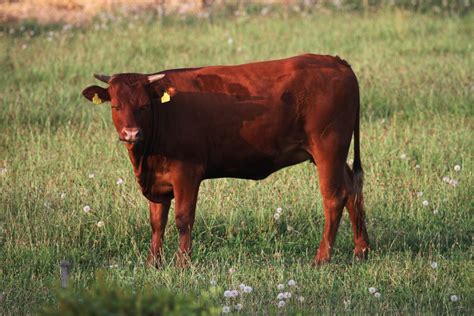 Free Images Nature Grass Field Farm Meadow Prairie Animal