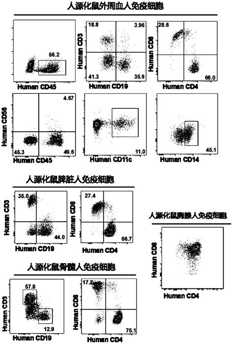 Constructed Humanized Mouse Tumor Model And Preparation Method And