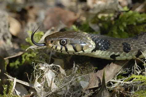 Natrix Helvetica Barred Grass Snake Colubridae Near Sidb Flickr