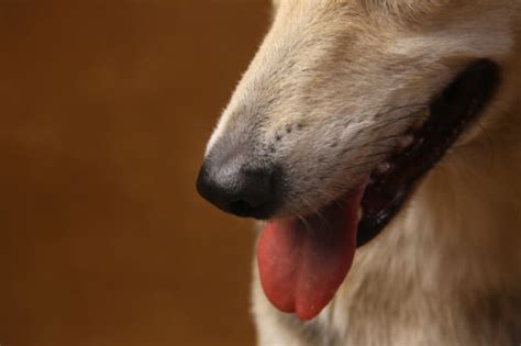 Cachorro Sangrando Pelo Nariz Principais Causas E Tratamento