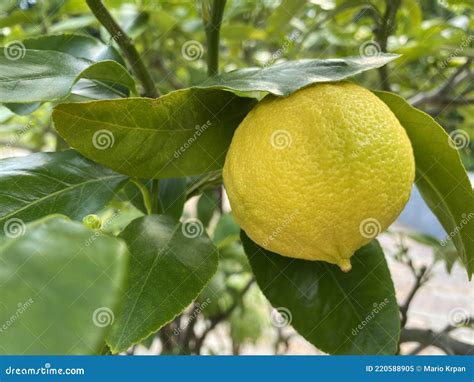 Fruits Of The Bergamot Orange Citrus X Bergamia Bergamotte Or