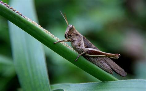 Can Chickens Eat Crickets