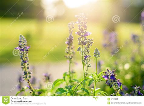 El Azul Florece El Fondo Brillante Del Salvia Foto De Archivo Imagen