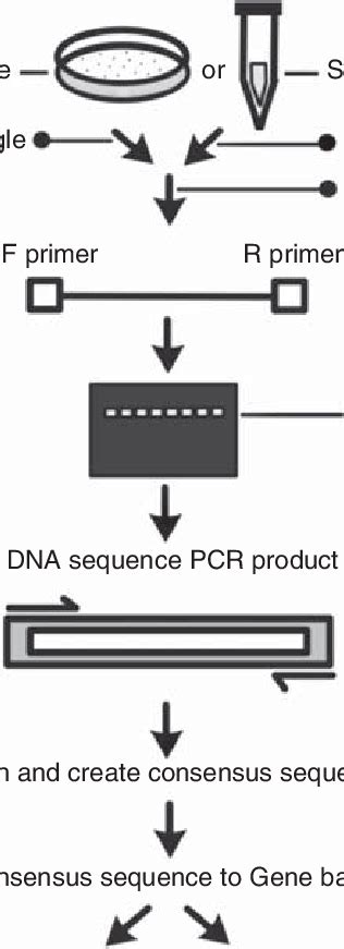 16s Rrna For Bacterial Identification