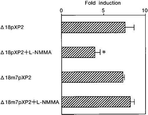 Effect Of L Nmma On The Induction Of The Wild Type And Mutated Gata