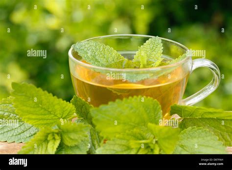 Lemon Balm Tea Melissa Officinalis Stock Photo Alamy