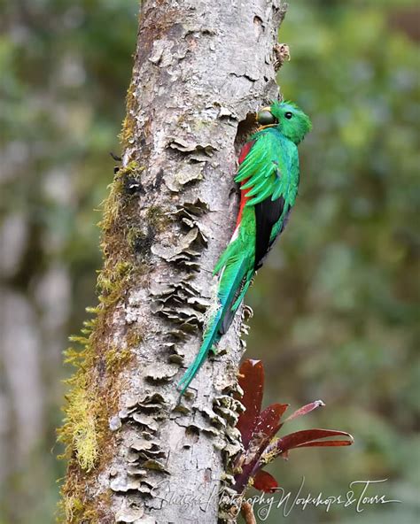 Tropical Resplendent Quetzal Sighting - Shetzers Photography