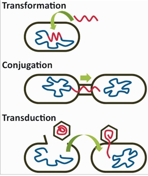 CuriouSTEM - Horizontal Gene Transfer