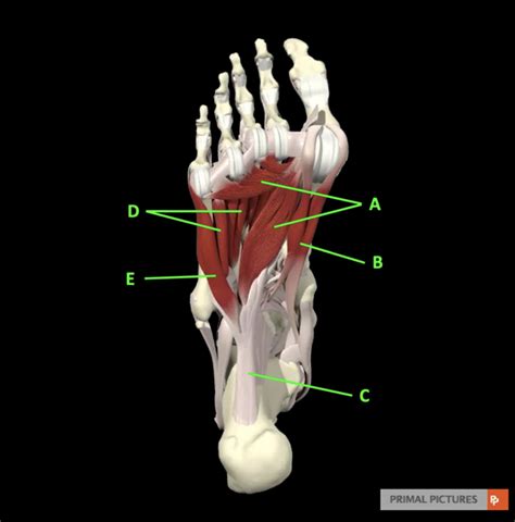 Diagram of Bottom of foot: label | Quizlet