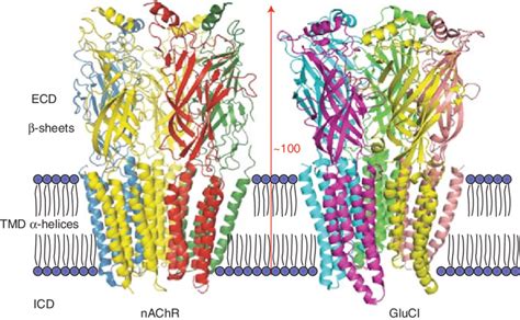 Architecture of Cys-loop receptors. Structure of (left) Torpedo nAChR... | Download Scientific ...