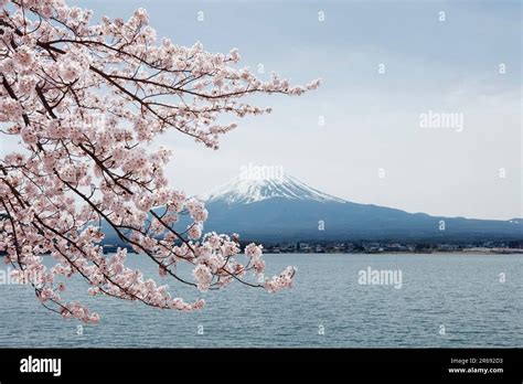 Mount Fuji and cherry blossoms Stock Photo - Alamy