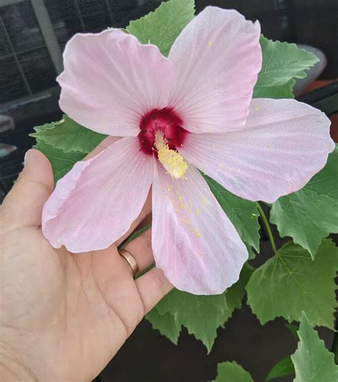 How You Collect Hibiscus Seeds