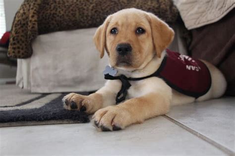 Puppy In Training Service Dog Atelier Yuwaciaojp