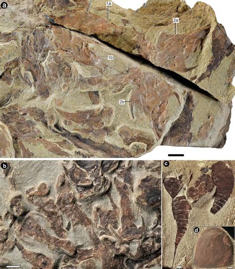 Million Year Old Fossils Re Emerge Revealing The Key Jump In The