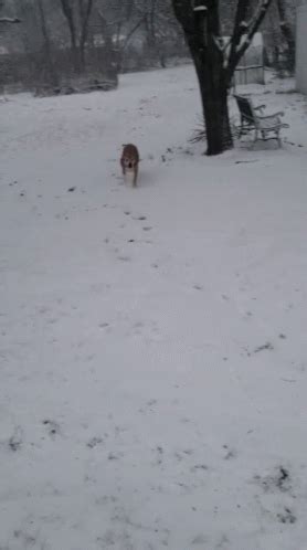 Dog Running GIF - Dog Running Winter - Discover & Share GIFs