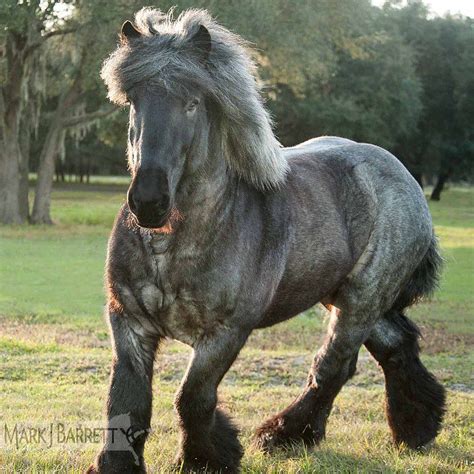 Blue roan Brabant Draft Horse stallion - photography by Mark Barrett ...