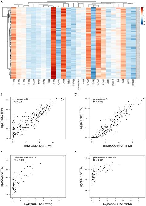 Frontiers Exploring The Differential Expression And Prognostic