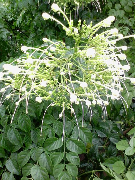 My Photography జిల్లేడు చెట్టు Jilledu Chettu Crown Flower Tree