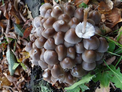 Mycena Tintinnabulum The Ultimate Mushroom Guide