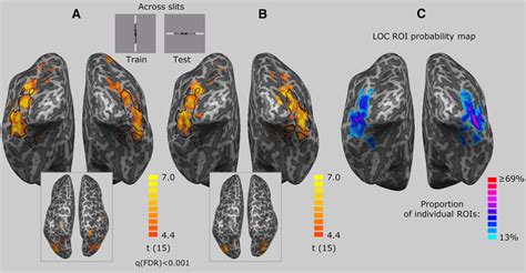 Slit Invariant Shape Representation In The Whole Brain A B Group