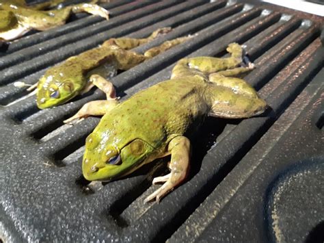 The Frog Blog Invasive American Bullfrog Q And A Ckiss Central Kootenay Invasive Species Society