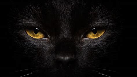 Tout Ce Qu Il Faut Savoir Sur Les Chats Noirs Et Le Myst Re Qui Les