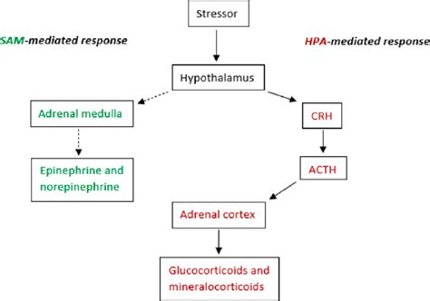 Sam And Hpa Mediated Stress Responses Exposure To A Stressor Leads To