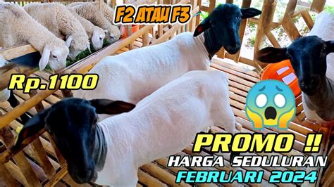 Promo Terbaru Harga Domba Dorper Texel Paket Breeding Murah Cuma