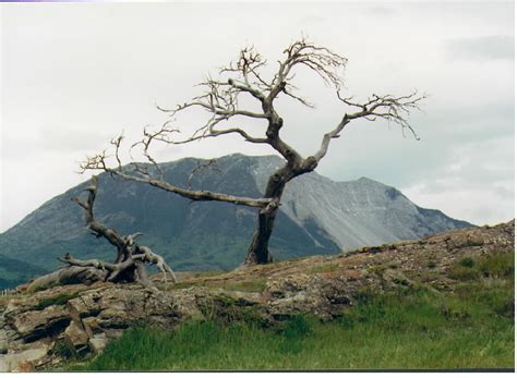 Giselles Photography Burmis Tree Crowsnest Pass Alberta