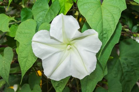 How To Plant Moonflower Complete Growing And Care Tips