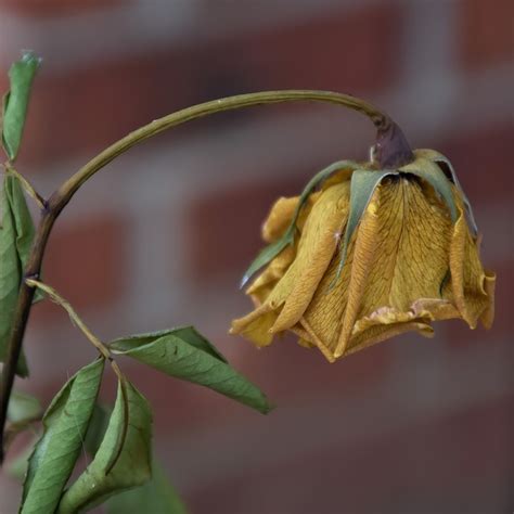 Rosa Flor Murcha Foto Gratuita No Pixabay