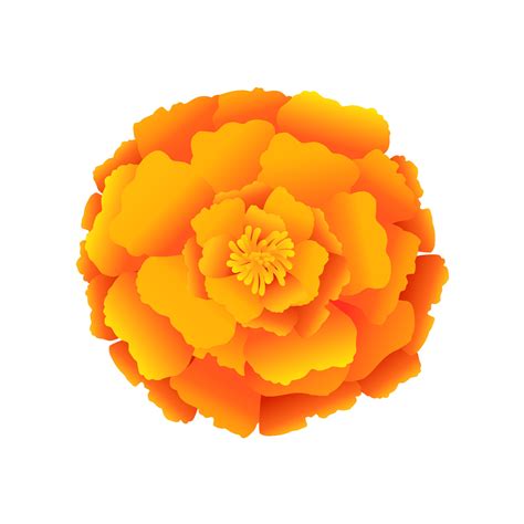 Marigold Flower Realistic Cartoon Vector Illustration For Greeting Card T Shirt Print