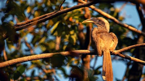 Indian Grey Hornbill: Unsung Hero of Urban Forests