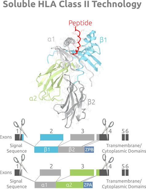 Soluble HLA Class II Proteins | Pure Protein, LLC
