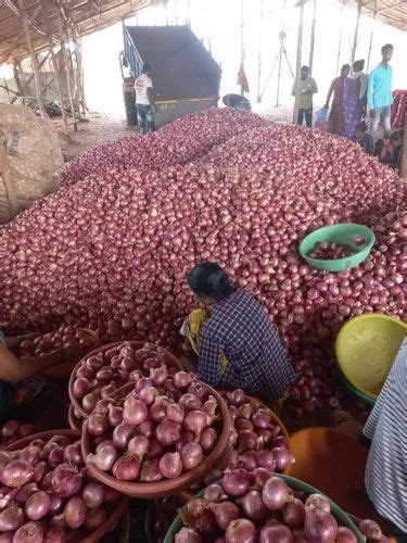 A Grade Maharashtra Fresh Garva Red Onion Packaging Size Kg Onion